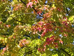 Trees and Shrubs Collection: Acer saccharum