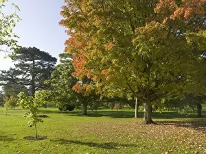 Trees in the landscape Gallery: Acer saccharum