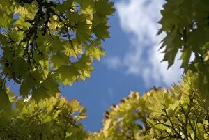Close-ups Collection: Acer shirasawanum aureum