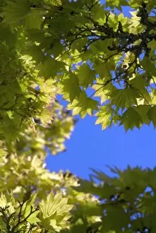 Blue Sky Gallery: Acer shirasawanum aureum