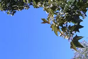 Aceraceae Gallery: Acer x dieckii