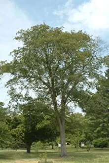 ACERACEAE, Acer, cappadocicum, subsp