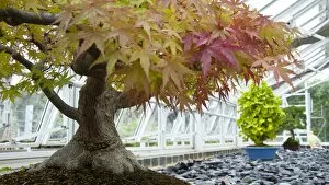 Glass House Collection: ACERACEAE, Acer palmatum, Japanese Maple