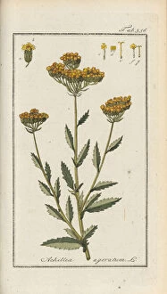 Botanical Drawing Collection: Achillea ageratum, 1800