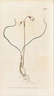 Edwards Collection: Acis autumnalis, 1806