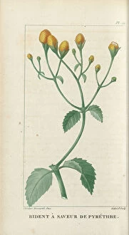 Vol 1 Collection: Acmella oleracea, 1821