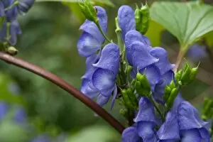 Blue Flower Gallery: Aconitum hemsleyanum