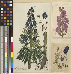 English Botany Collection: Aconitum napellus