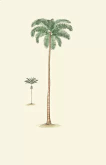 Palms Collection: Actinorhytis calapparia, 1850