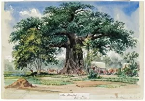 19th Century Gallery: Adansonia digitata L. (Baobab or Upside-down tree)