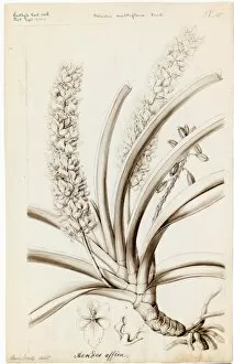 Botanical Art Gallery: Aerides affine, 1838