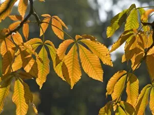 Trees and Shrubs Collection: Aesculus flava