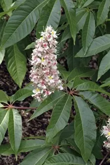 Indian Horse Chestnut Collection: Aesculus indica
