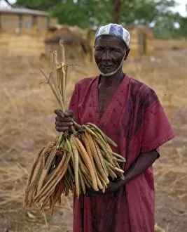 Images Dated 10th December 2008: African tribesman holding Parkia biglobosa seed pods