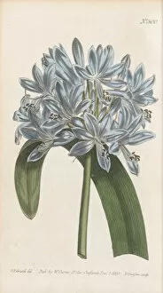 Hand Coloured Gallery: Agapanthus africanus, 1800