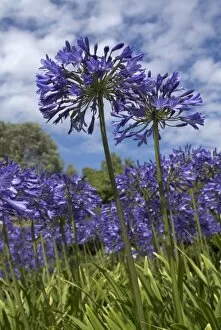 Lilac Gallery: Agapanthus nutans