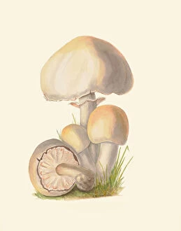Mushroom Gallery: Agaricus arvensis, c.1915-45