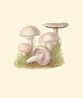 Mushroom Collection: Agaricus campestris, c. 1915-45