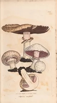 Colour Collection: Agaricus campestris, field mushroom