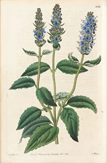 Botanical Drawing Collection: Agastache foeniculum, 1829