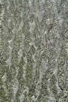 Close-ups Collection: Ailanthus altissima