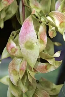 Close-ups Collection: Ailanthus altissima