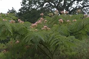 Trees and Shrubs Collection: Albizia julibrissin