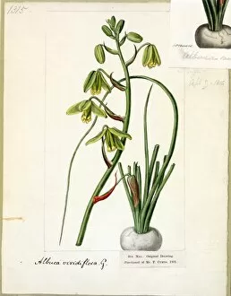 Botanical Art Gallery: Albuca viridiflora, Jacq. ( Grass-green Albuca )