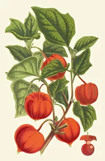 Botanical Art Gallery: Alkekengi officinarum, 1854