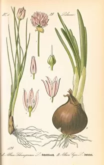 Botanical Gallery: Allium cepa, onion