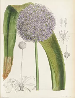 Biology Collection: Allium giganteum, 1885