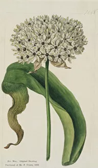 White Flower Gallery: Allium nigrum, 1808