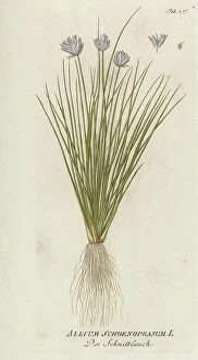 Edible Collection: Allium schoenoprasum, 1788-1812
