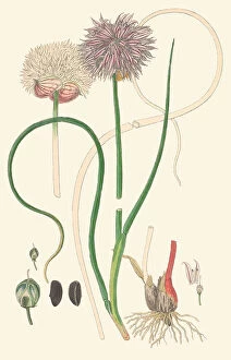 Foodstuff Collection: Allium schoenoprasum, 1869