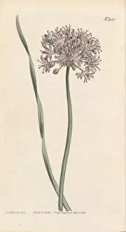 Hand Coloured Gallery: Allium senescens, 1808