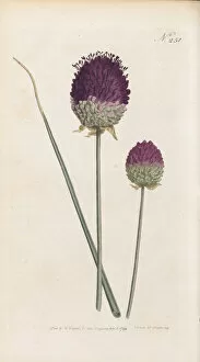 Two Toned Gallery: Allium sphaerocephalon, 1794