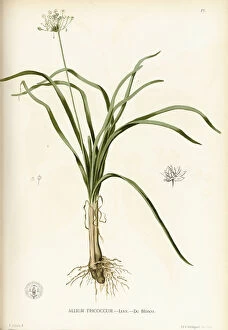 Botanical Drawing Collection: Allium tuberosum, 1875