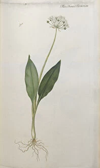 Plant Portrait Collection: Allium ursinum, 1838