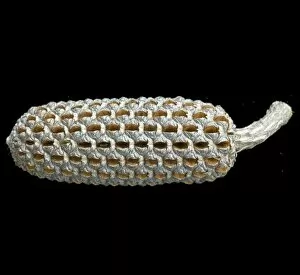 Seeds and Fruits Gallery: Allocasuarina tesselata