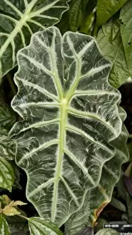 Tropical plants Gallery: Alocasia leaf