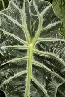 Araceae Gallery: Alocasia leaf