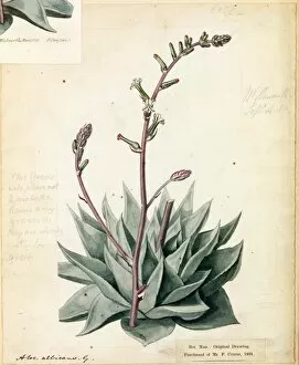 Aloaceae Gallery: Aloe albicans, Haw