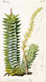 Botanical Art Gallery: Aloe (Apicra) deltoidea, Hook.f