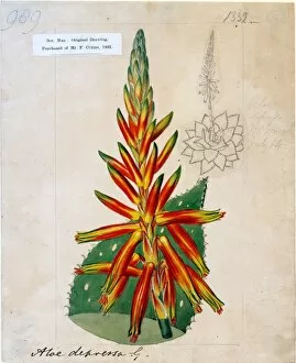 Aloaceae Gallery: Aloe depressa, Haw. (Short-leaved perfoliate Aloe)