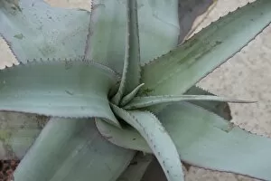 Vulnerable Collection: Aloe leachii