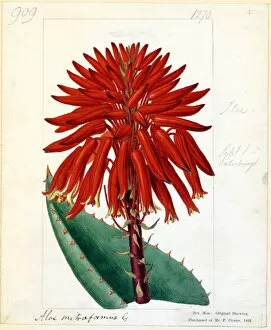 Biology Collection: Aloe mitriformis, 1810