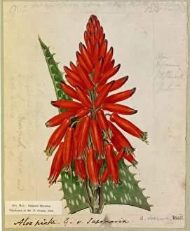 19th Century Gallery: Aloe picta, Thunb. (Spotted-leaved Aloe)