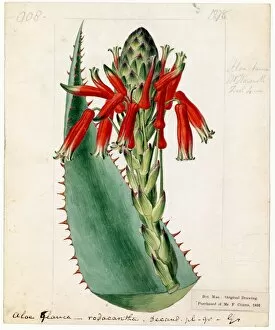 Aloaceae Gallery: Aloe rhodacantha, DC. (Red-spined Glaucous Aloe)