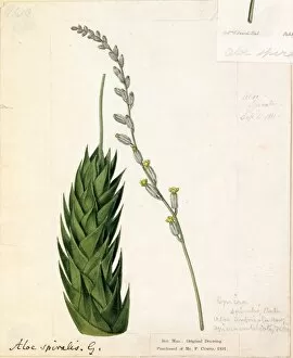 Botanical Art Gallery: Aloe spiralis L