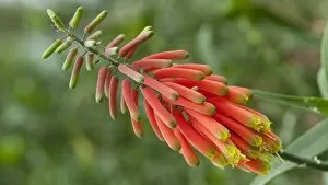 Red Flower Gallery: Aloe volkensii